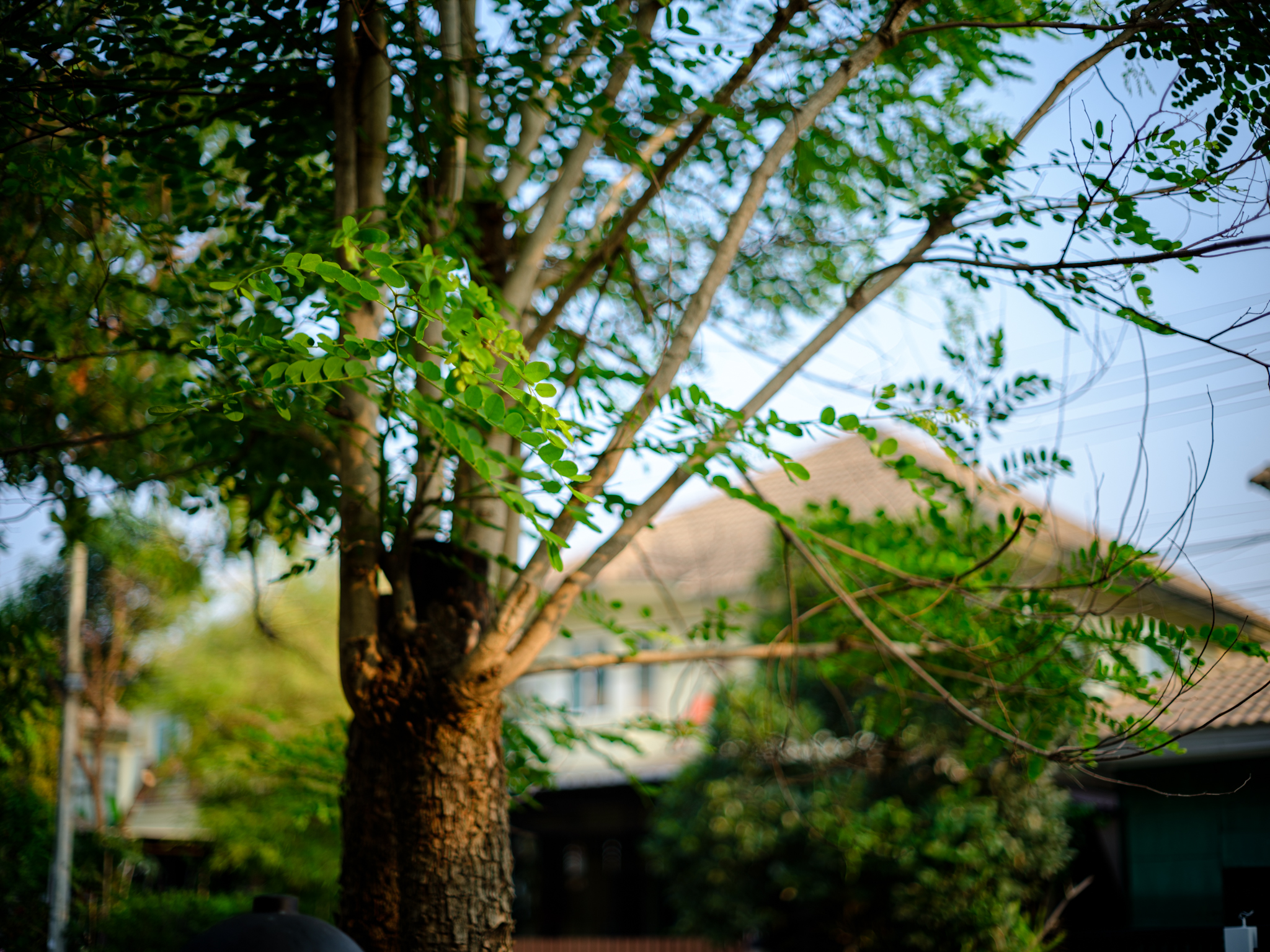 GFX50S II f/1.8 1/400sec ISO-100 55mm