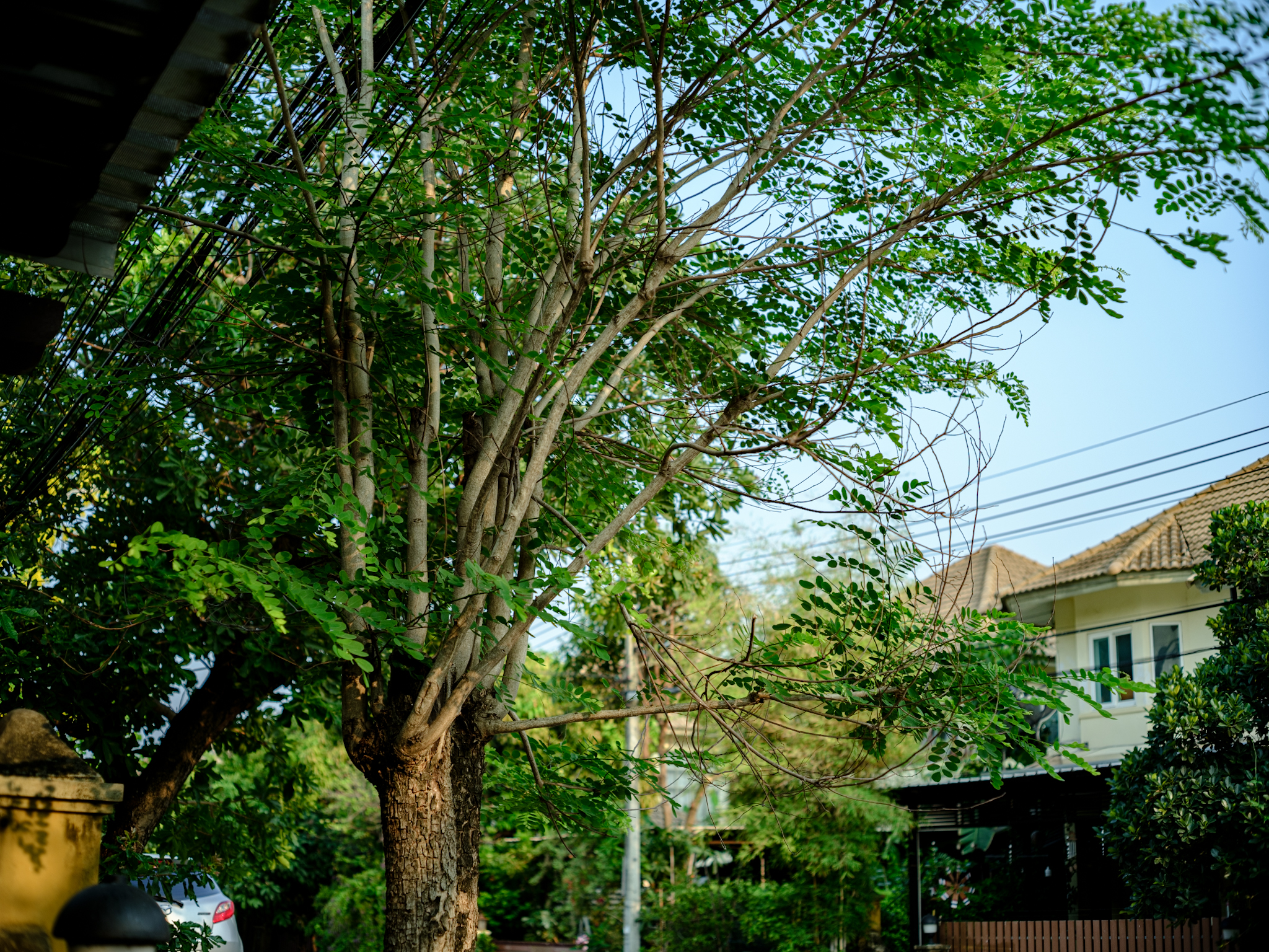 GFX50S II f/1.8 1/500sec ISO-200 55mm