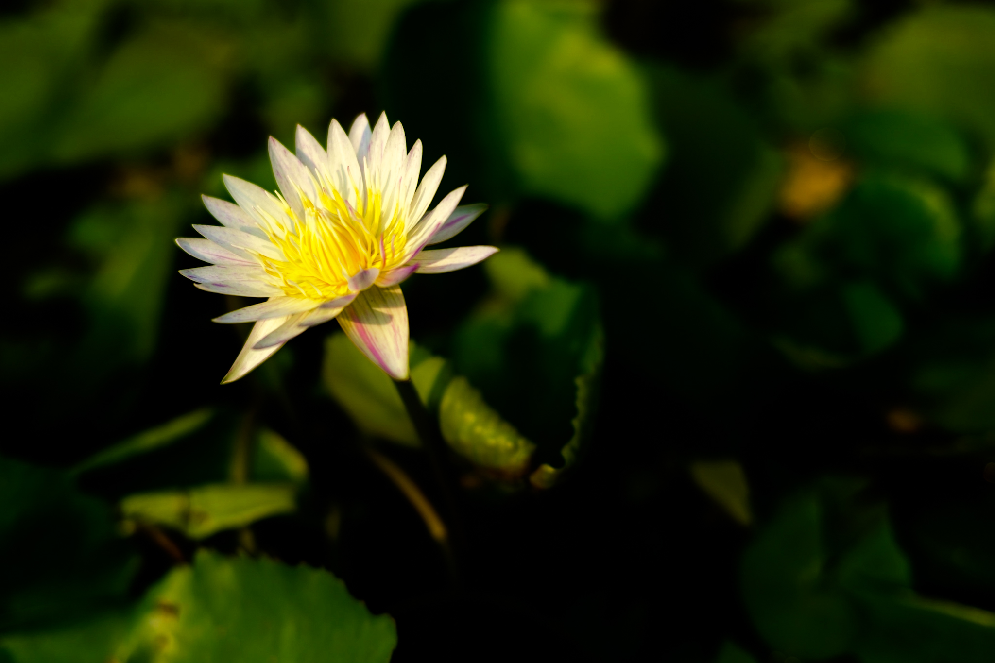 X-S10 f/2 1/1600sec ISO-160 35mm