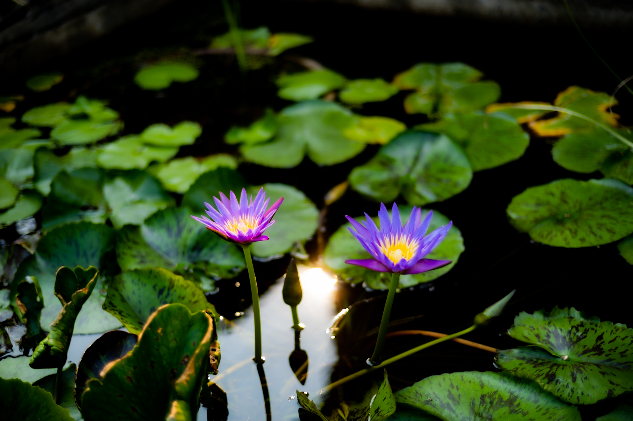 X-S10 f/1.4 1/1250sec ISO-80 35mm