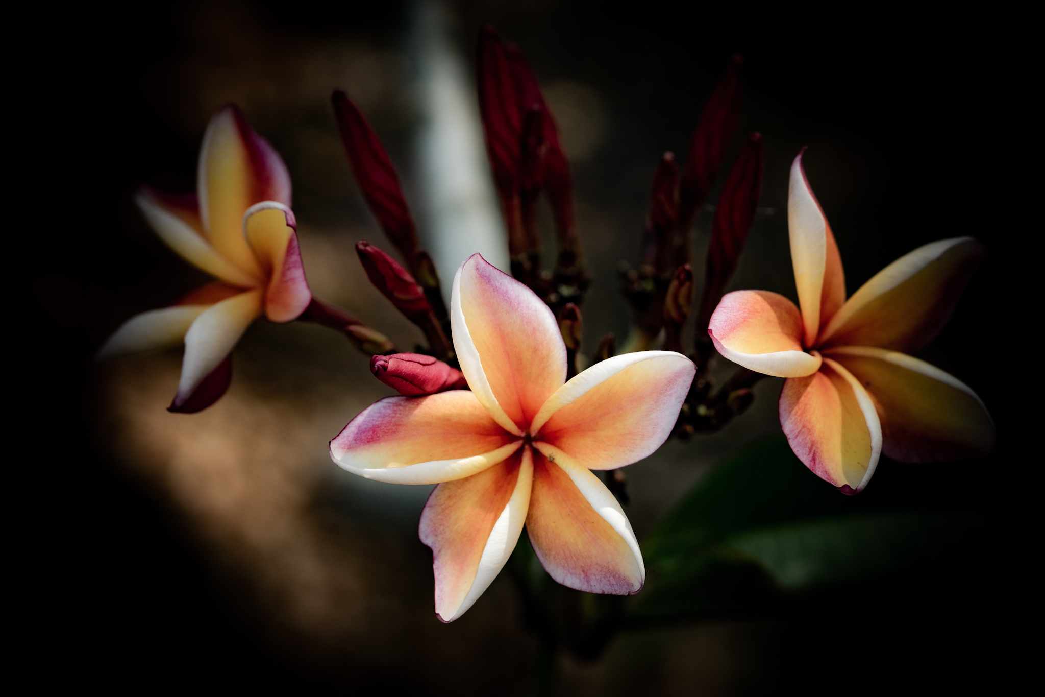 ZV-E10 f/3.2 1/1000sec ISO-100 56mm