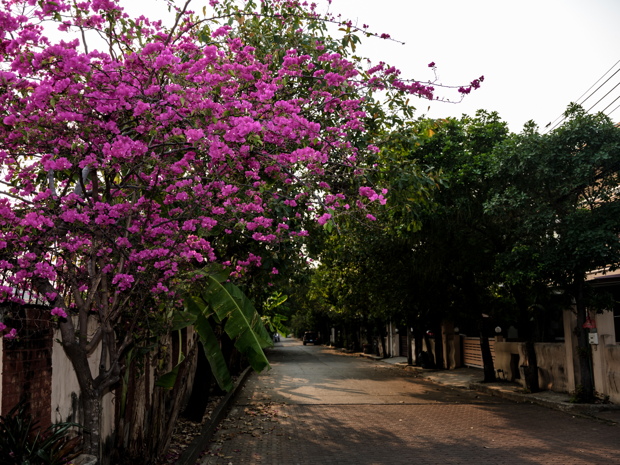 GFX50S II f/5.6 1/80sec ISO-100 43.3mm