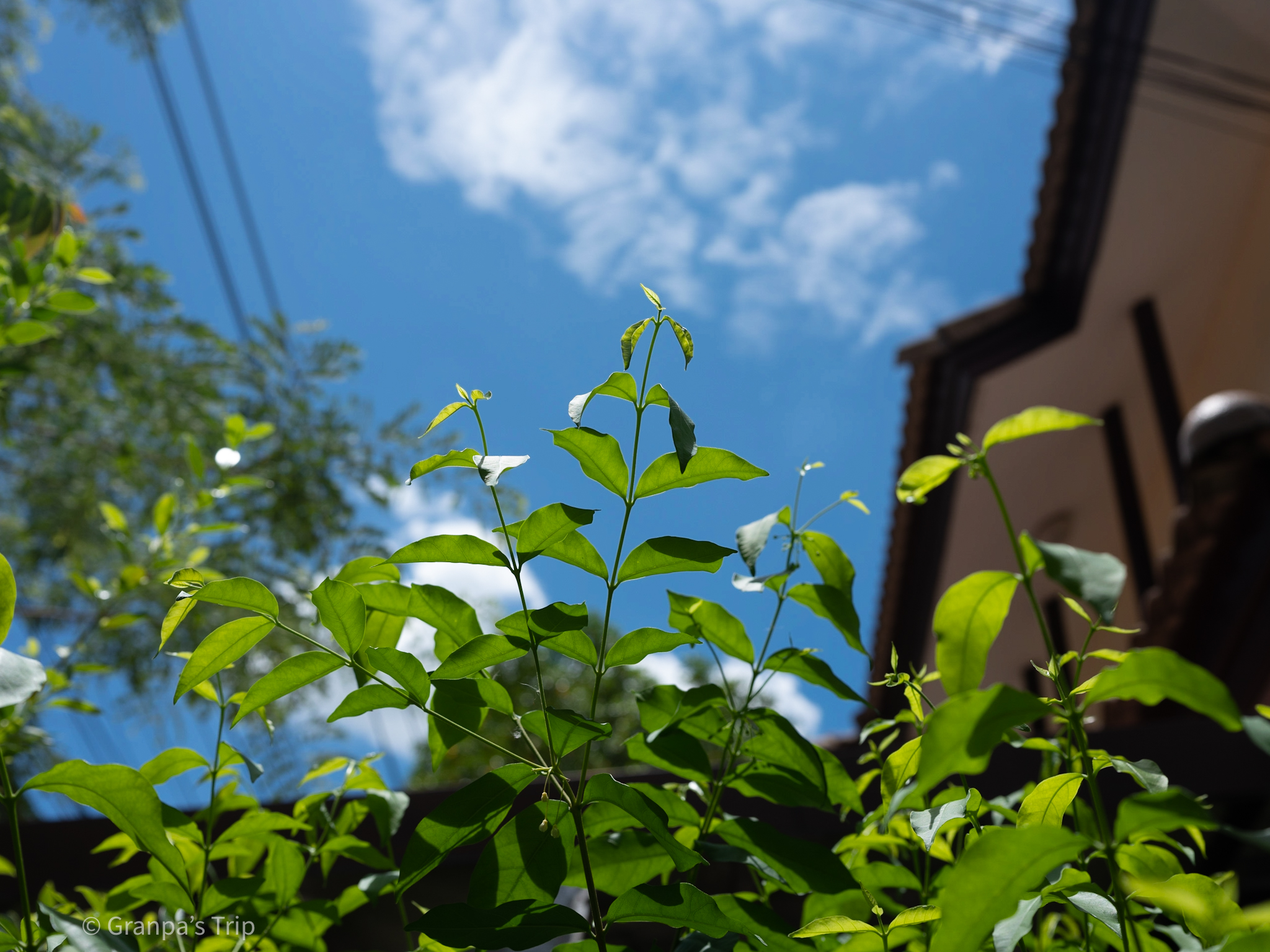 GFX50S II f/8 1/250sec ISO-100 50mm