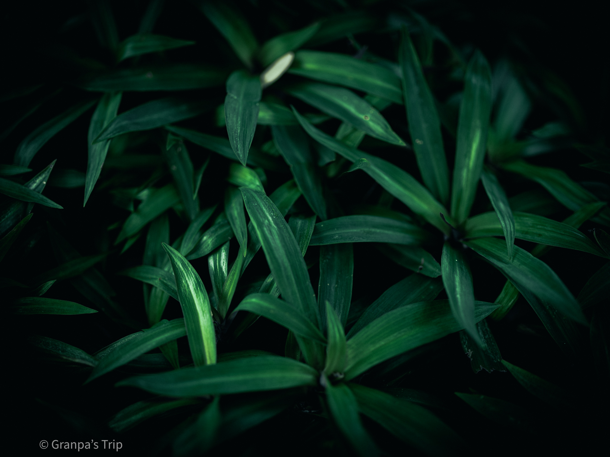 GFX50S II f/1.7 1/320sec ISO-100 80mm