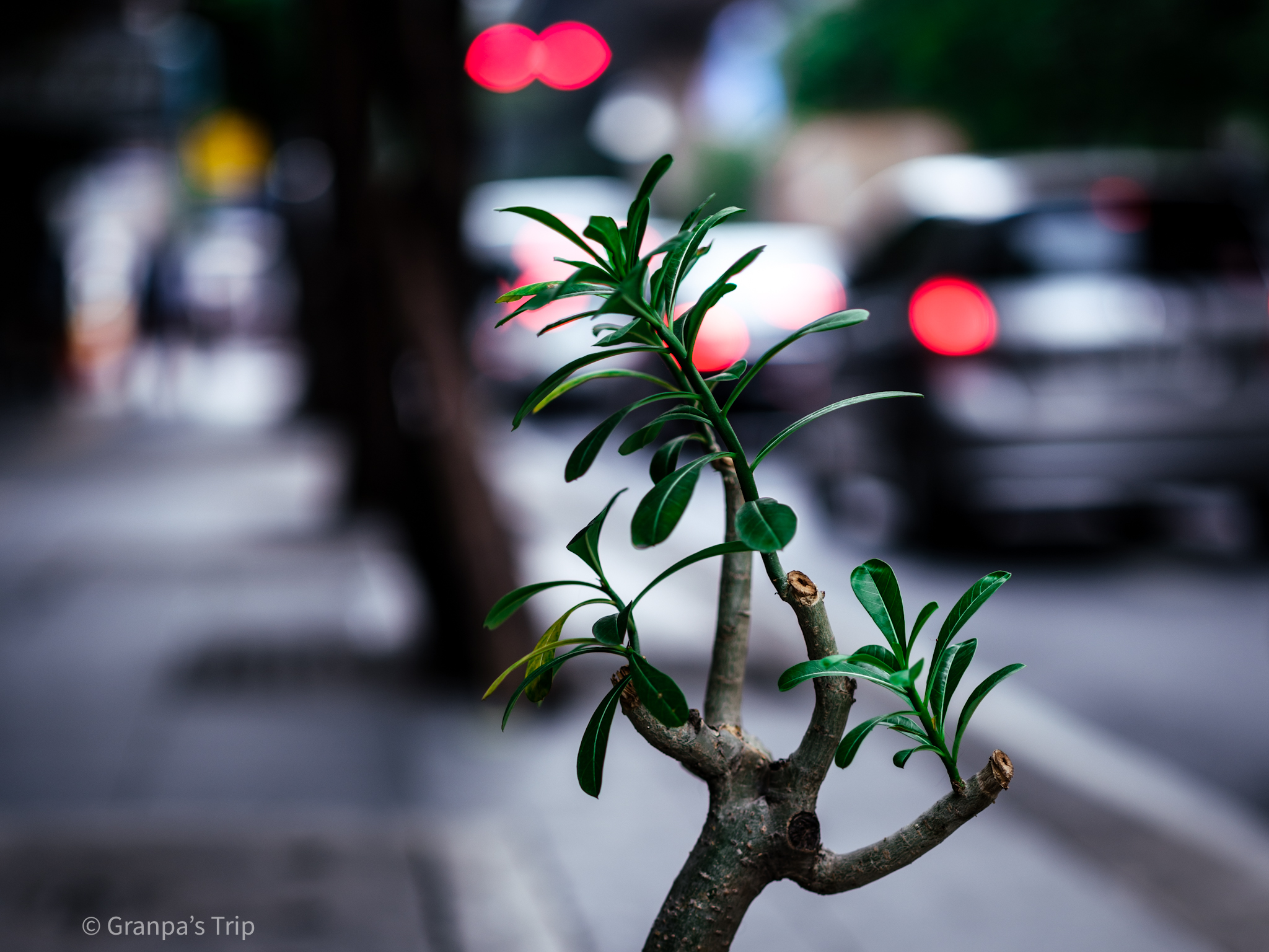 GFX50S II f/1.7 1/500sec ISO-100 80mm