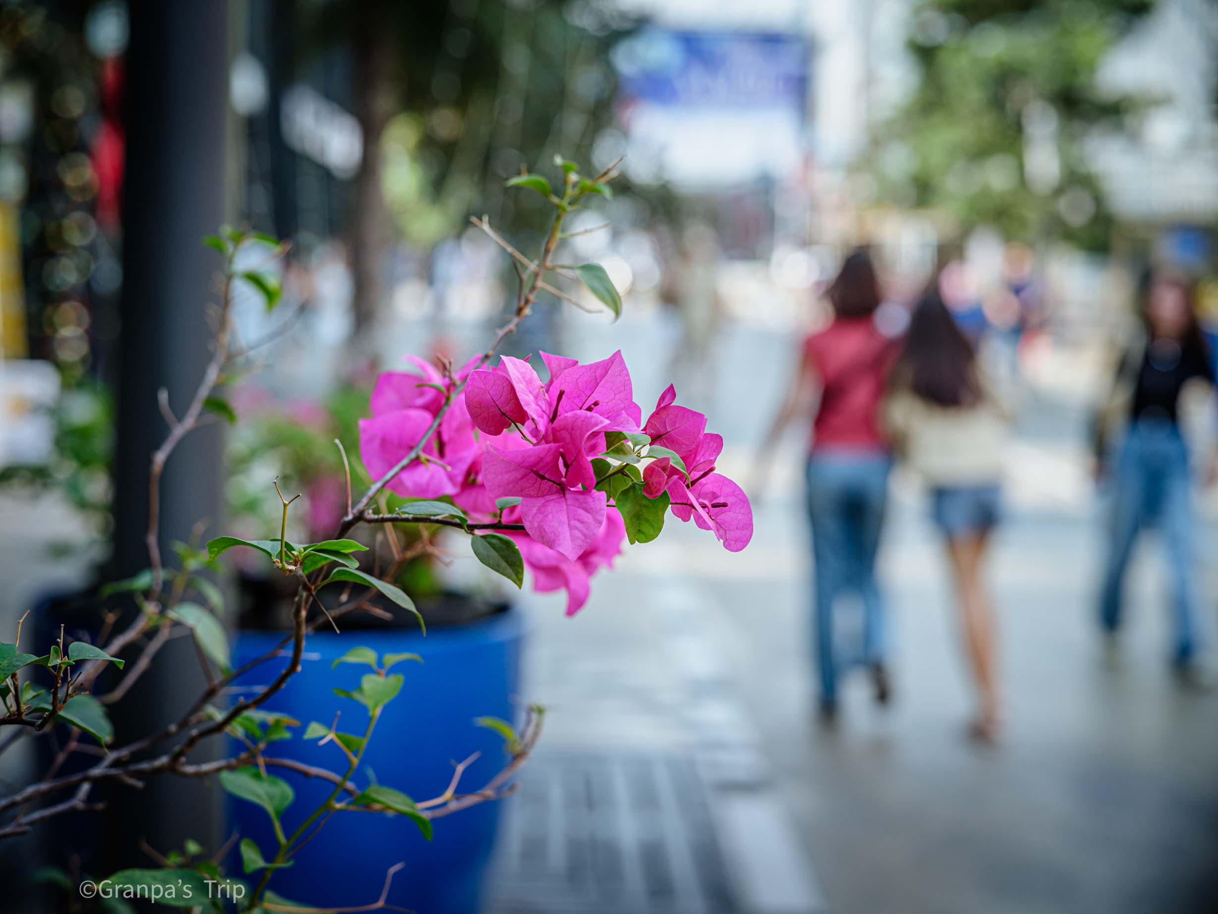 GFX50S II f/1.5 1/320sec ISO-320 75mm