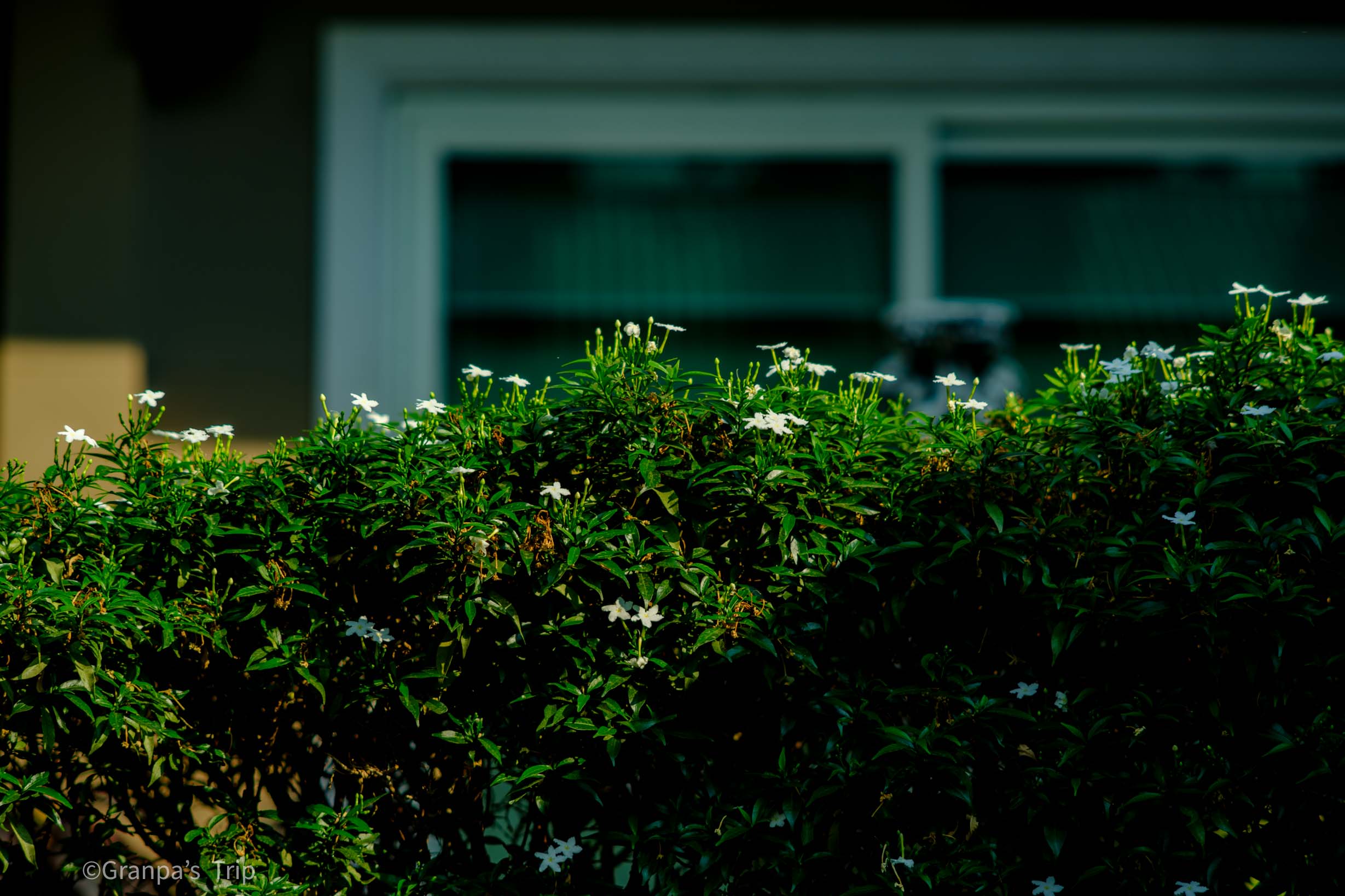 GFX50S II f/2.5 1/250sec ISO-100 135mm