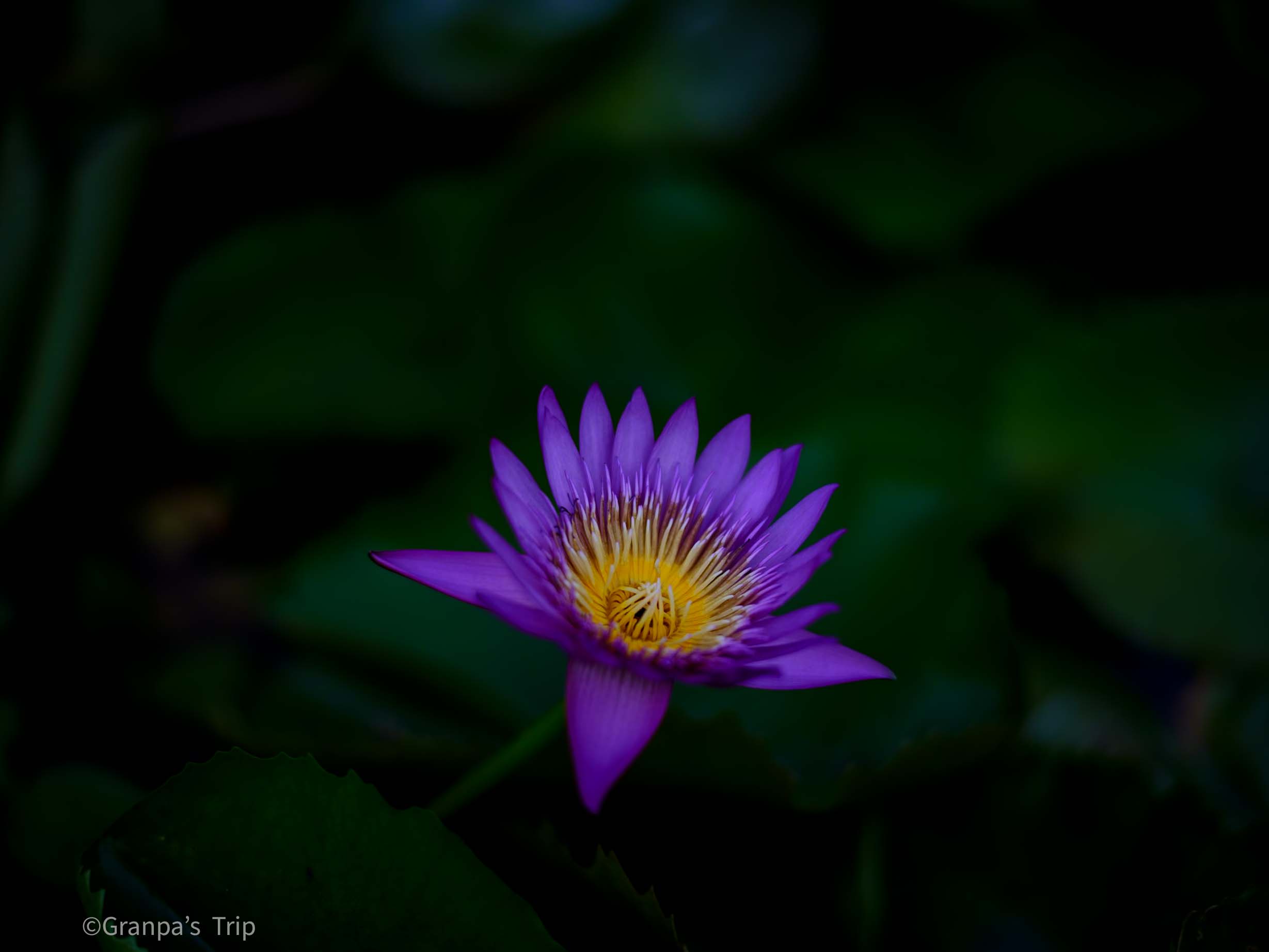 GFX50S II f/1.5 1/500sec ISO-100 75mm