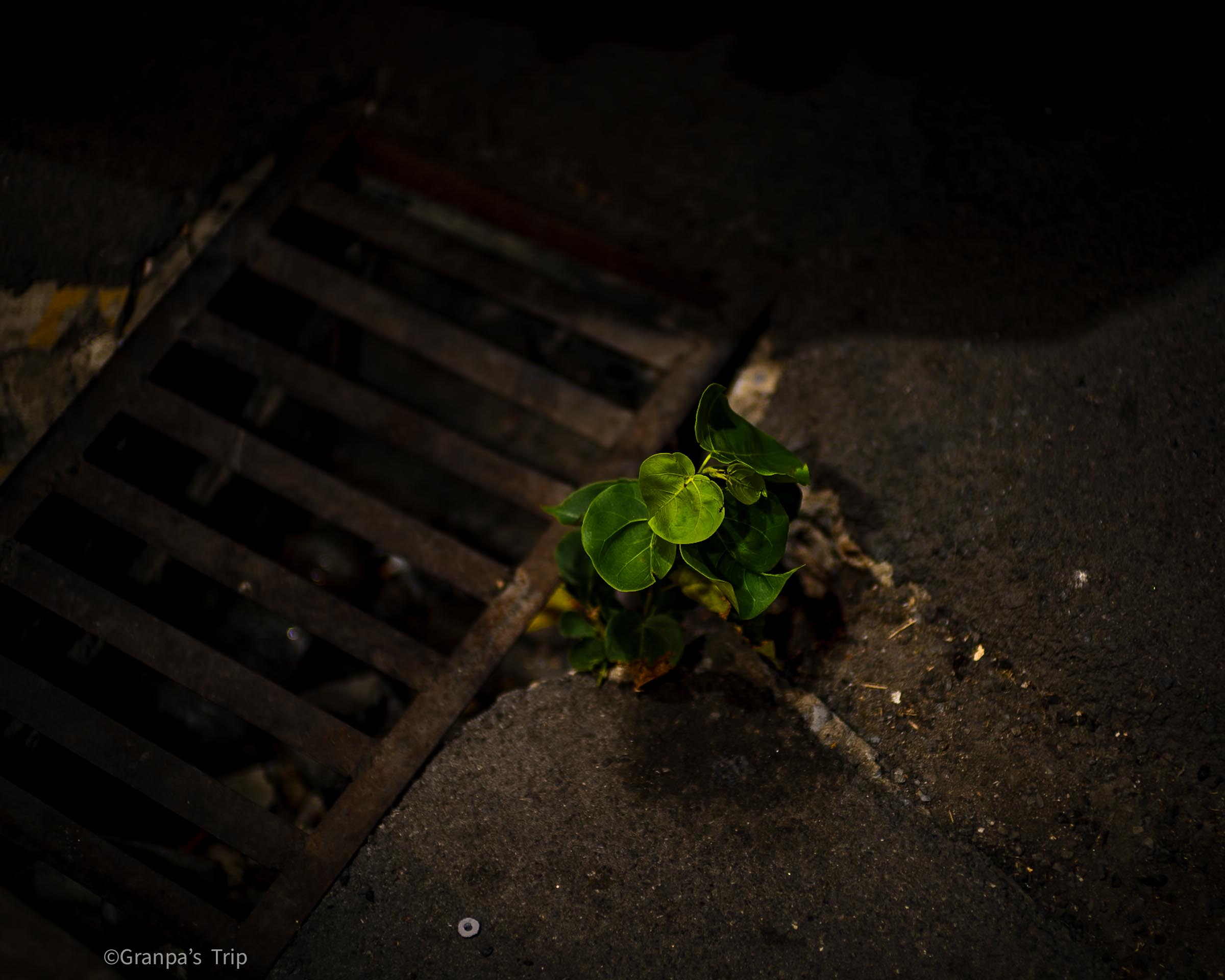 ILCE-7CR 1/80sec ISO-80 NOKTON 50mm F1 Aspherical