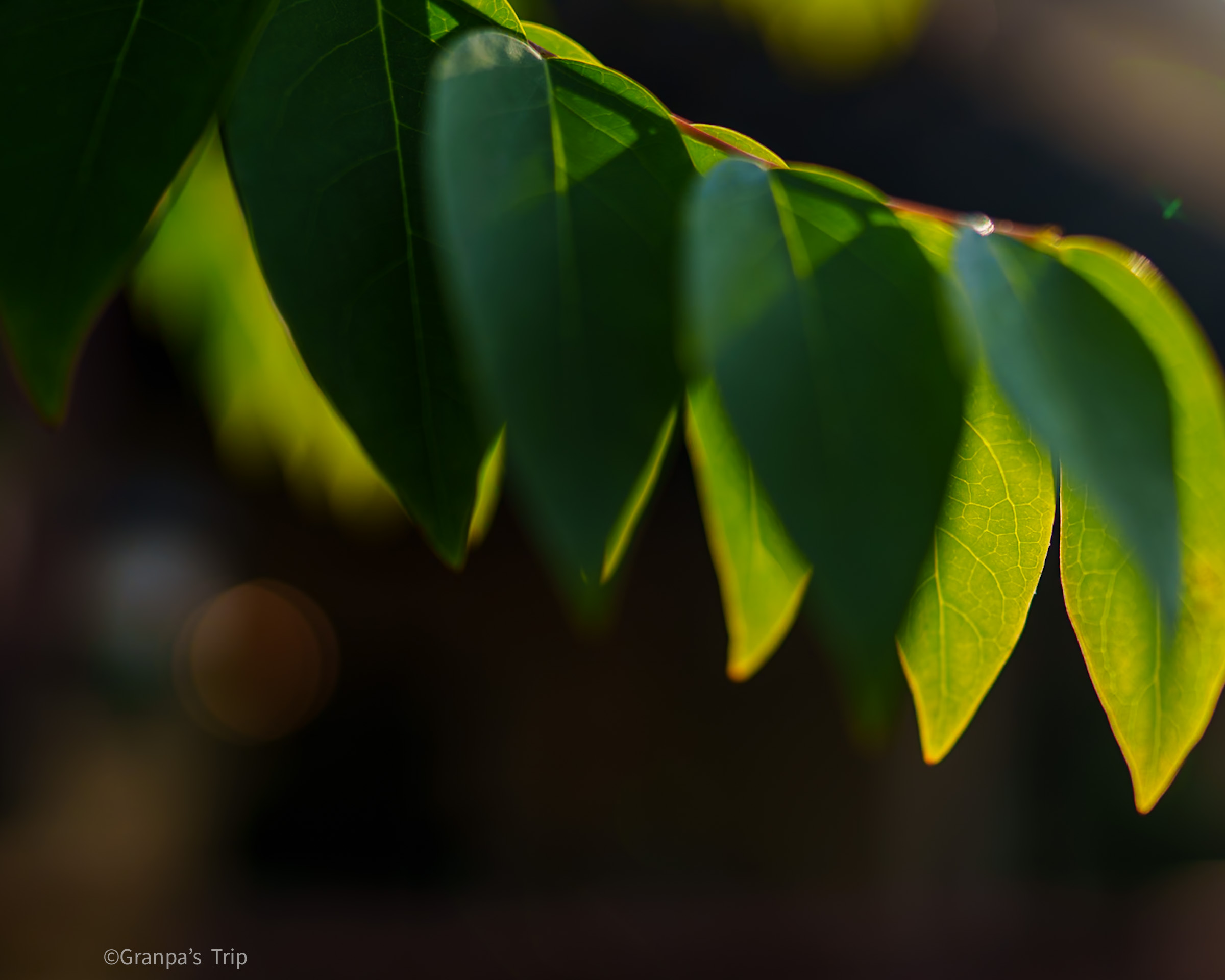 ILCE-7CR f/1.4 1/1600sec ISO-50 24mm