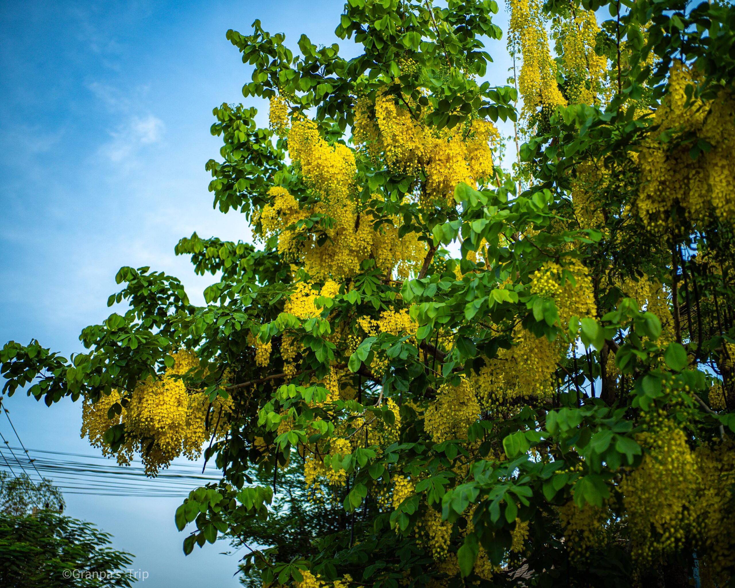 ILCE-7CR 1/1600sec ISO-100 Distagon T*1,4/35 ZM