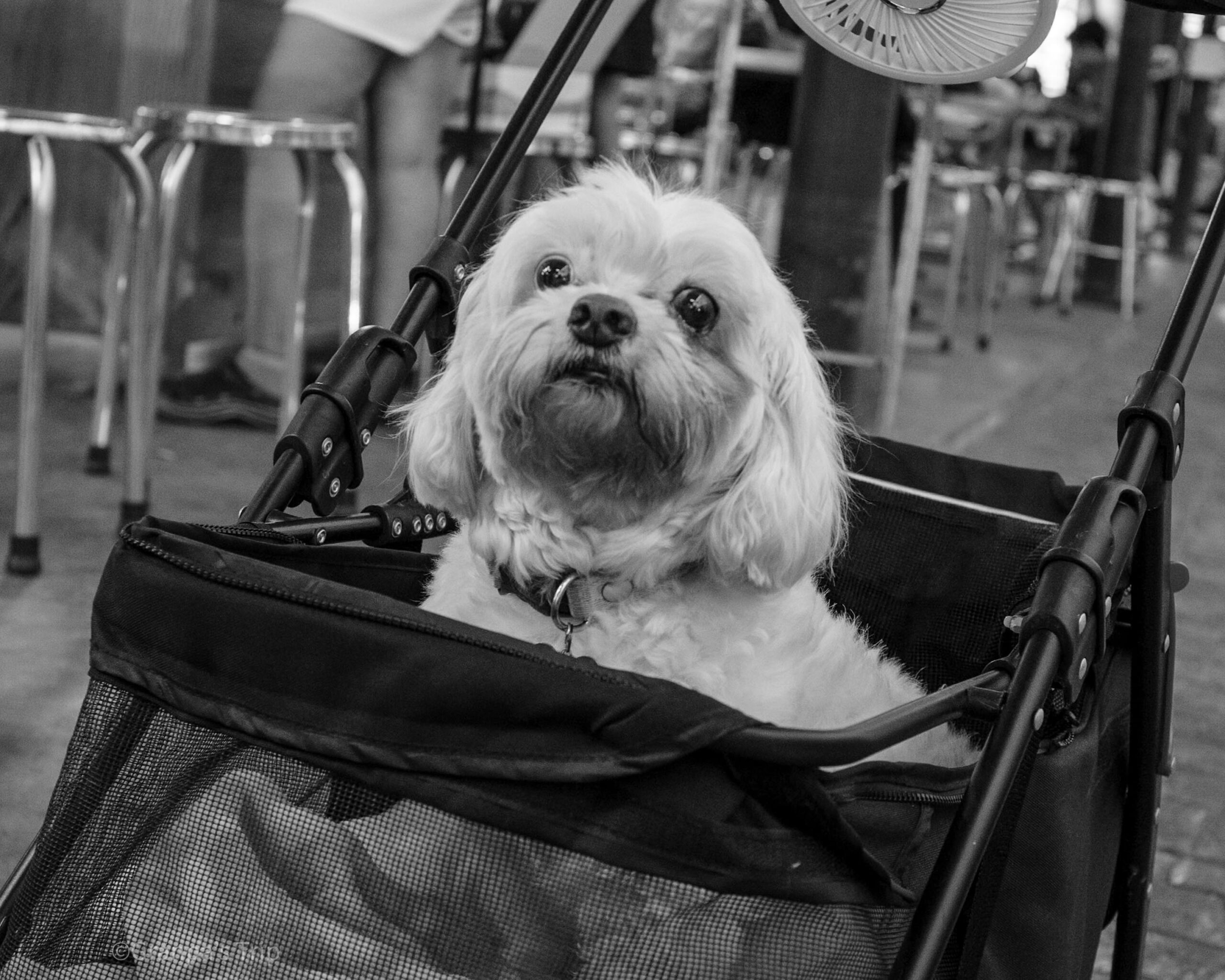 ILCE-7CR 1/125sec ISO-2500 ULTRON Vintage Line 35mm F2 Aspherical