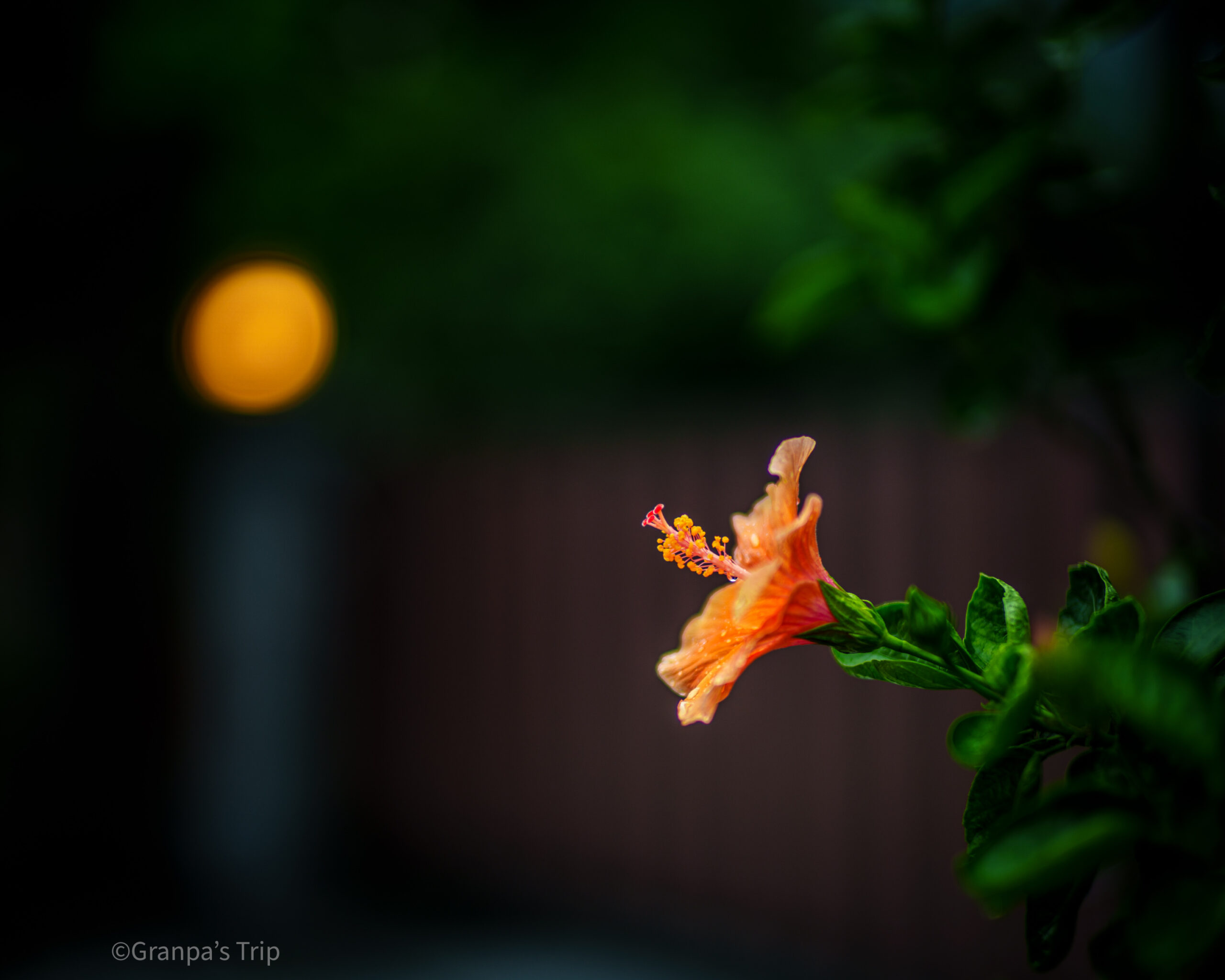 ILCE-7CR 1/400sec ISO-100 NOKTON 50mm F1 Aspherical